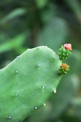 New born cactus with blurred green cactus background. Nature and new life background concept.
