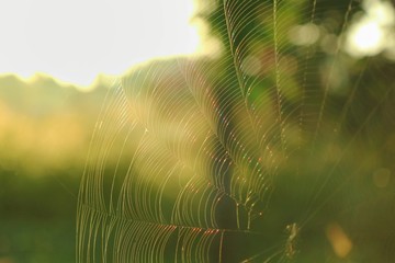 Part of beautiful rainbow color spider web with morning sunlight and green leaves background. Animal and nature concept.