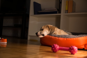 Little dog sleeping in his dog bed
