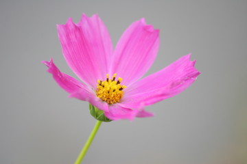 Open flower Dahlia imperialis pink closeup