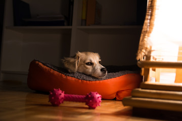 Time to sleep, there was plenty of play today