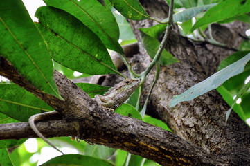 Chameleon is camouflaged on tree