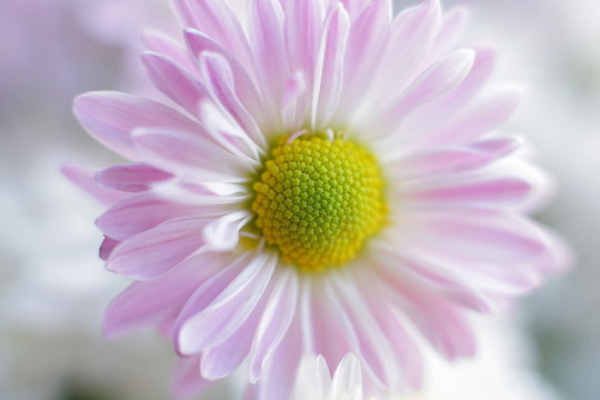 Open flower Dahlia imperialis pink closeup