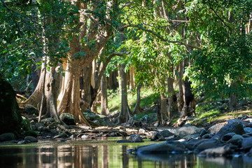 The black river flowing through the forest. Picture taken from a small bridge right near the start...
