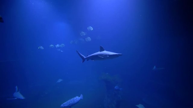 marine park at zoo, sharks and school of fish swim in large blue aquarium