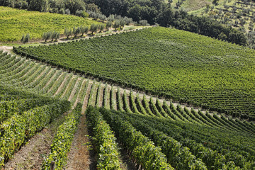 Fototapeta na wymiar Famous vineyards in Chianti, Tuscany, Italy