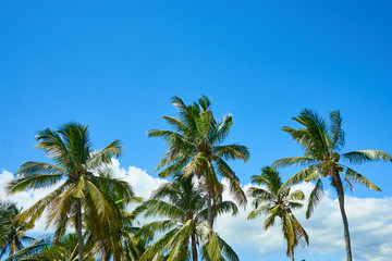 Fototapeta na wymiar Coconut palm trees below a blue sky with some clouds on a Mautitian sugar cane plantation