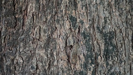 tree bark texture