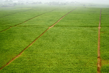 Ariel view of the sugarcane fields during a helicopter flight around the island of Mauritius.