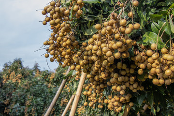 Longan farmers planted longan for export.