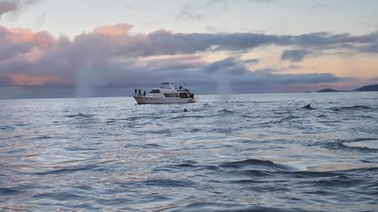 orcas and humpback whales hunting for herrings in the fjords of Norway in winter