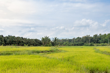 Paddy rice field with water drops