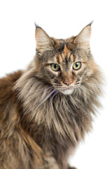 isolated maine coon cat specimen sitting / maine coon female with careful look