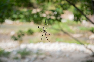 spider on a web