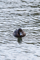 a single tufted duck swims in the water