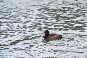 a single tufted duck swims in the water