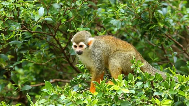 Squirrel monkey on tree in Chiangmai Thailand
