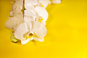 white phalaenopsis inflorescence closeup flowers on yellow background