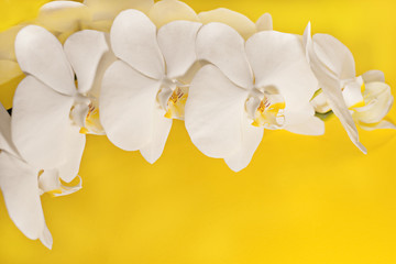 white phalaenopsis inflorescence closeup flowers on yellow background