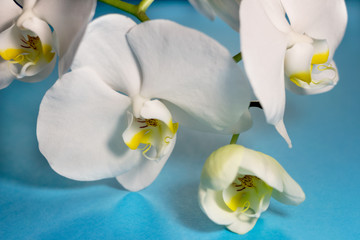 White phalaenopsis inflorescence closeup flowers on a blue background