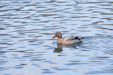a single mallard hybrid is swimming in the water