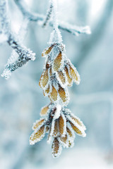 winter maple seed in the frost