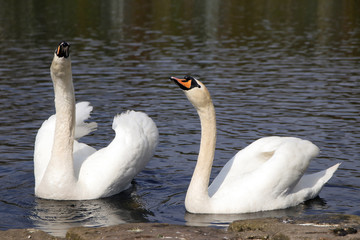 zwei höckerschwäne © kristina rütten