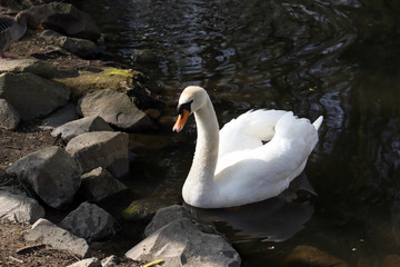 schwan am seeufer
