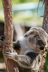 Cute Koala bear sitting on tree branch