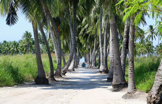 A Motorcycle Driving Away In A Palm Alley