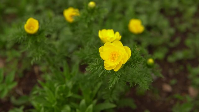 Blooming yellow flowers Adonis spring in nature.The camera moves around the plant, the background is blurred.