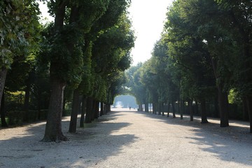 Obraz premium early in the morning in the misty alley, infinity