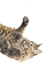 specimen of isolated maine coon cat playing by lying down / maine coon female with careful look while playing