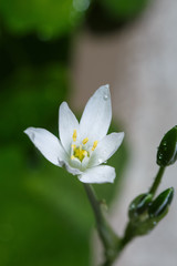 spring flowers in ukraine, close-up of plants on a sunny day