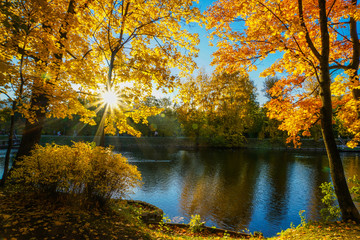 Maples have painted the city in witch color. Bright red and bright orange leaves against a blue sky