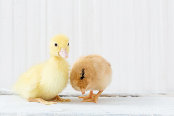 duckling and chicken on white wooden background