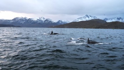 orcas and humpback whales hunting for herrings in the fjords of Norway in winter