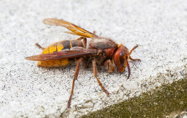 Hornisse auf einer Mauer sitzend