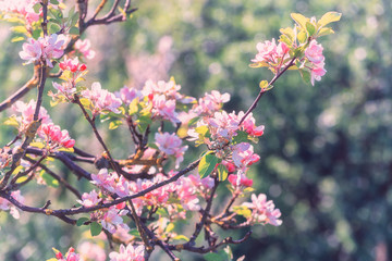 Branch with a beautiful flowering apple blossoms somewhere in the fruit region De Betuwe
