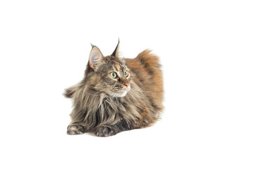 isolated maine coon cat specimen lying down / maine coon female with careful look