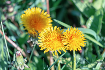 Dandelion growing in the grass