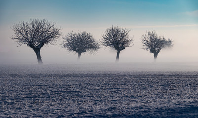 Trees in the fog and snow