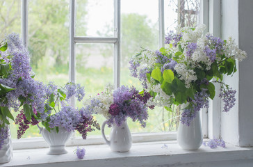 blooming branch of lilac at the window