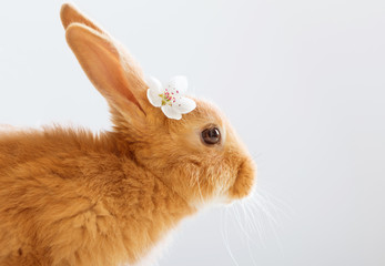 rabbit with spring flowers  on white background
