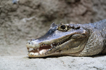 メガネカイマン　Spectacled caiman