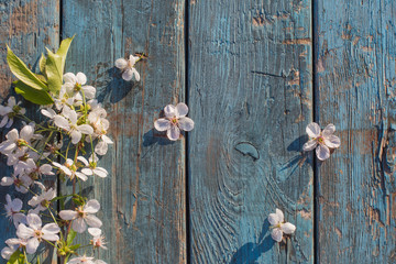 white spring flowers on old blue wooden background