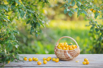 yellow plum in basket on wooden table outdoor