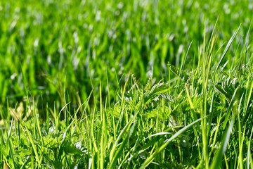 Fototapeta premium green vegetation 