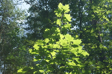 green leaves of tree