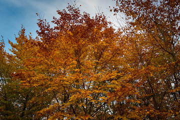 Fototapeta na wymiar autumn wood
